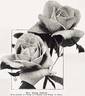 Mrs. David Jardine rose photo