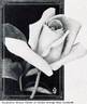 Sunburst rose photo
