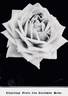 Climbing Perle des Jardins rose photo