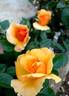 Francoise Berville ® rose photo