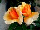 Francoise Berville ® rose photo
