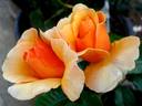 Francoise Berville ® rose photo