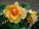 Francoise Berville ® rose photo