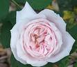 Madame Alfred de Rougemont rose photo