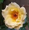 Golden Boy rose photo