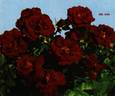 Bel Ami rose photo
