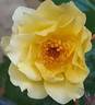 Golden Boy rose photo