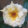 Golden Boy rose photo