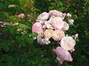 New Dreams rose photo