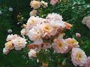 Scented Whisper rose photo