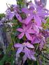 Esperanto clematis photo
