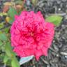 Won Fang Yon rose photo
