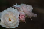 Pearl Drift rose photo