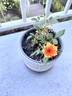 Ring of Fire ™ rose photo