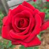 Kentucky Derby rose photo
