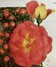 June Morn rose photo