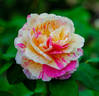 Wonderstripe ™ rose photo