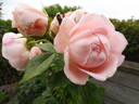 Voyage rose photo