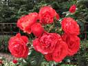 Kassel rose photo