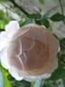 St. Swithun ™ rose photo