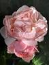 St. Swithun ™ rose photo