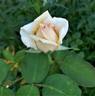 Narzisse rose photo