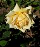 Narzisse rose photo