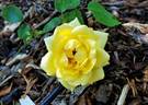 San Luis Rey rose photo