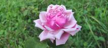 Lucie Nicolas Meyer rose photo