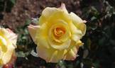Sorbet rose photo