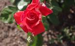 Fire Magic rose photo