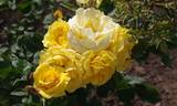 Carte d'Or rose photo