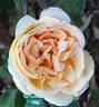 Papi Delbard rose photo