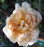 Papi Delbard rose photo