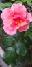 Jean Cocteau ® rose photo