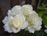 Nana Mouskouri rose photo