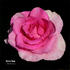 Here's Sam rose photo
