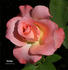 Corina rose photo