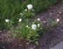 White Mothersday rose photo