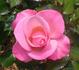 Dream Pink rose photo