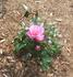 Dream Pink rose photo