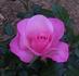 Dream Pink rose photo