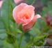 Kiss 'n' Tell rose photo