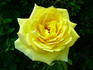 O Sole Mio ® rose photo