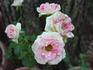 Gracie Allen rose photo