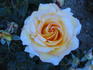 Golden Kiss rose photo