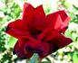 Night 'n' Day rose photo