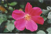 Burg Baden rose photo