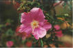 Cantab rose photo
