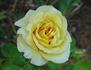 Golden Opportunity rose photo